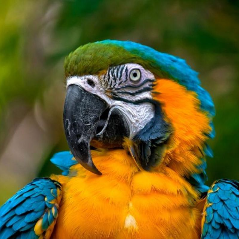 Naturaleza y ecoturismo desde Chile